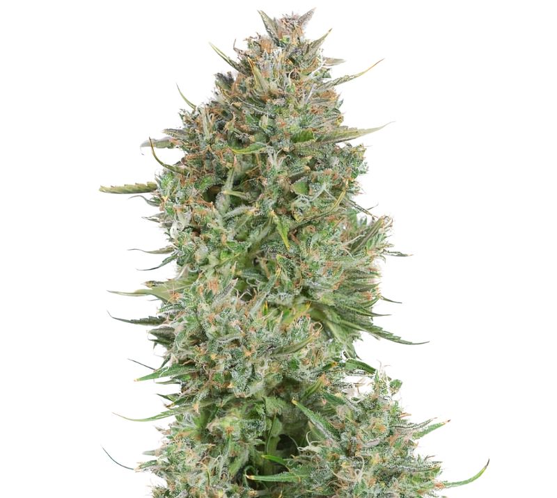 Blue Kush Feminized