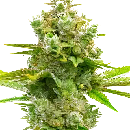 Blue Princess Feminized
