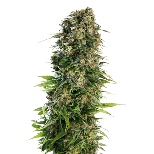 Blue Zkittlez Feminized