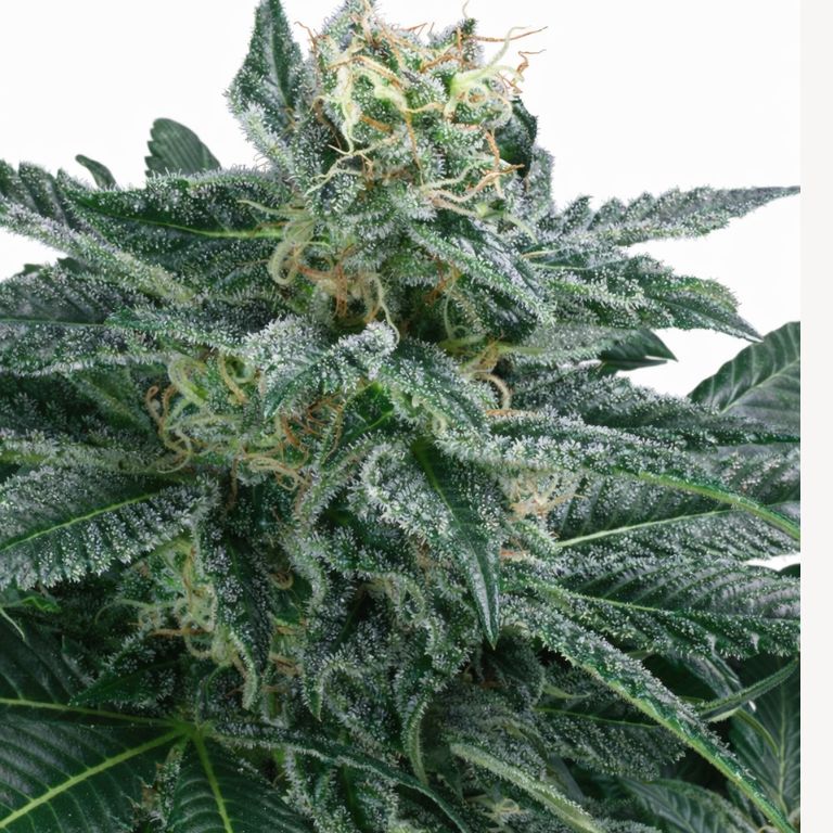 Blueberry AK Feminized