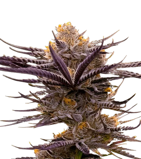 Blueberry Badazz OG Feminized