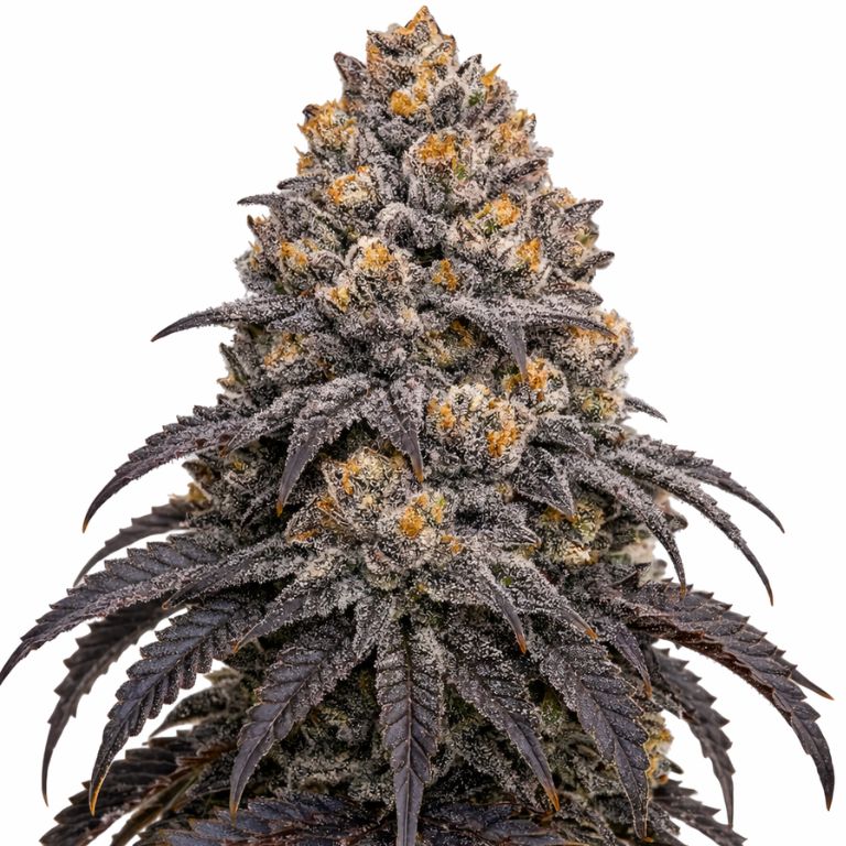 Blueberry Kush Feminized