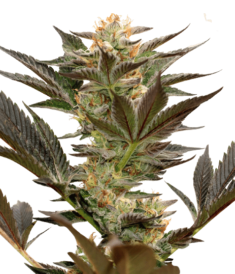 Bruce Banner #3 Auto