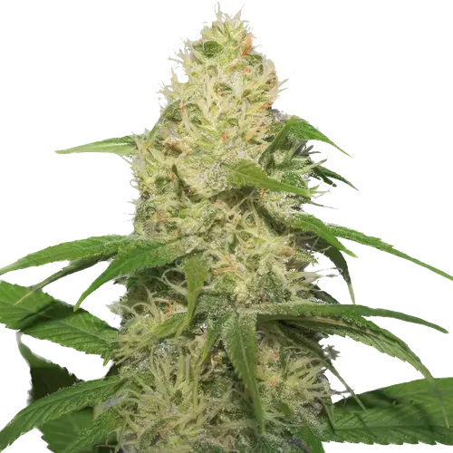 Bubbleberry Feminized