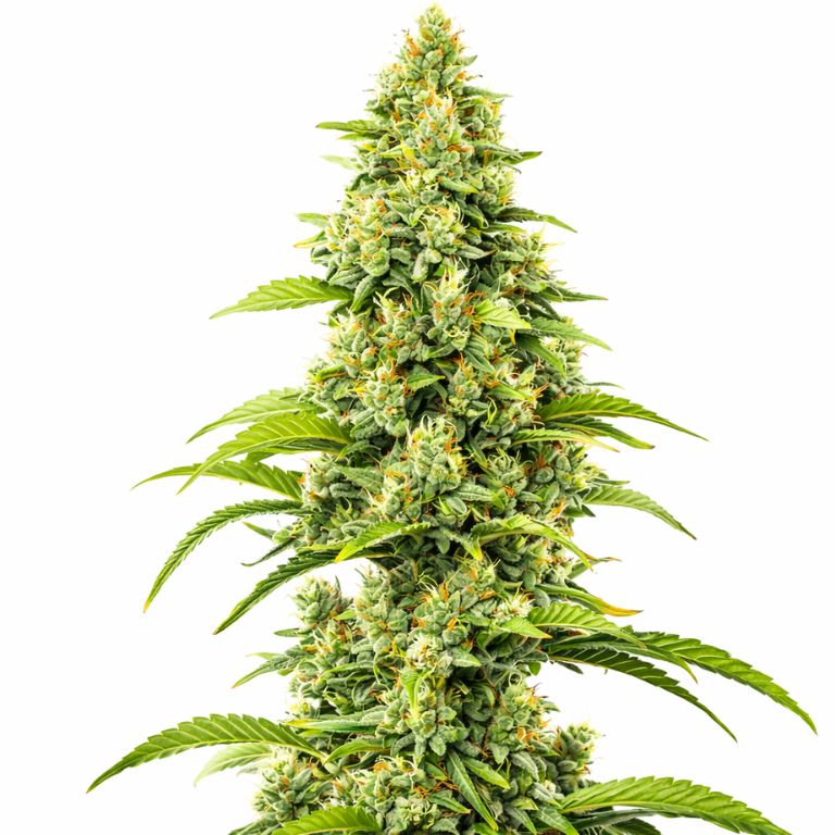 Bubblegum Haze Feminized