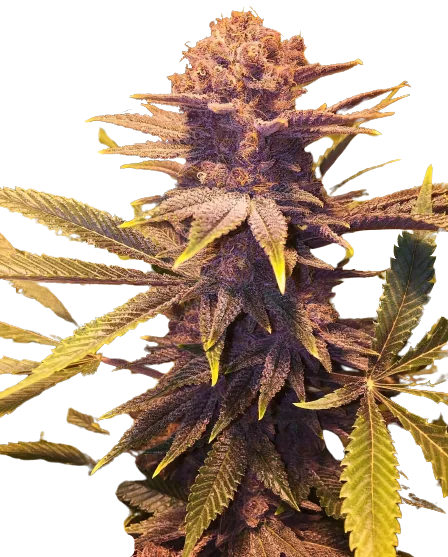 Buckeye Purple Feminized