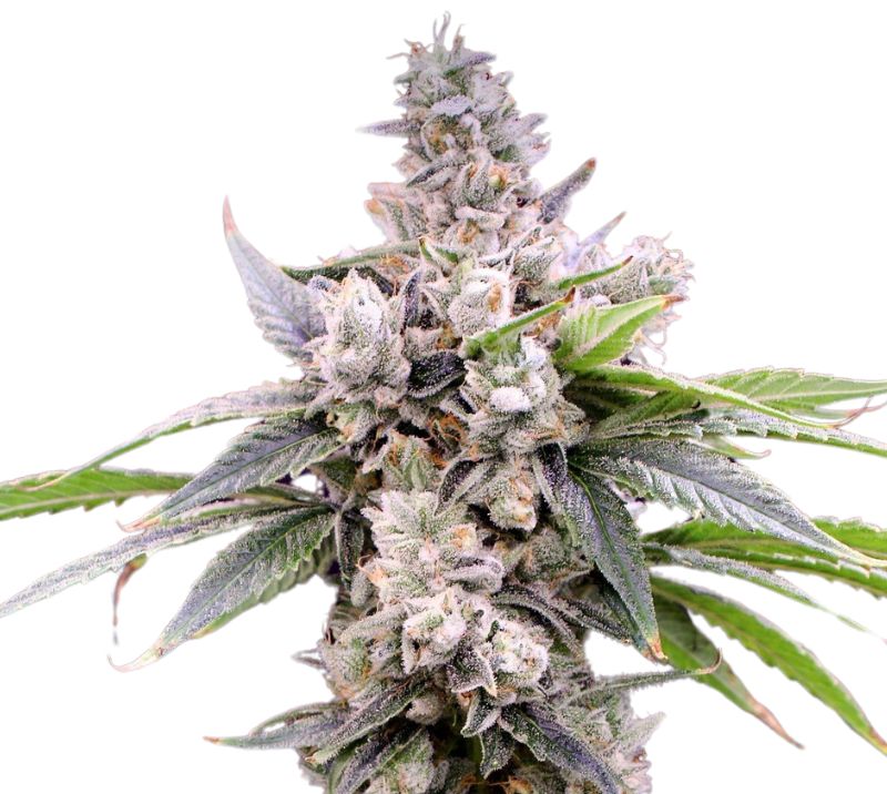 Butterscotch Feminized