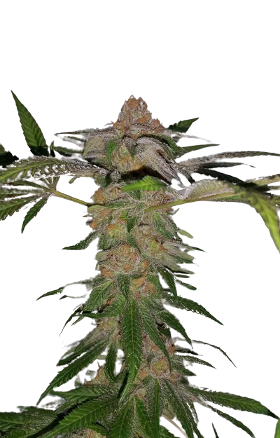 Cadillac Purple Feminized