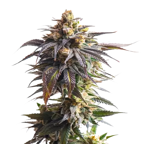 California Grapefruit Feminized