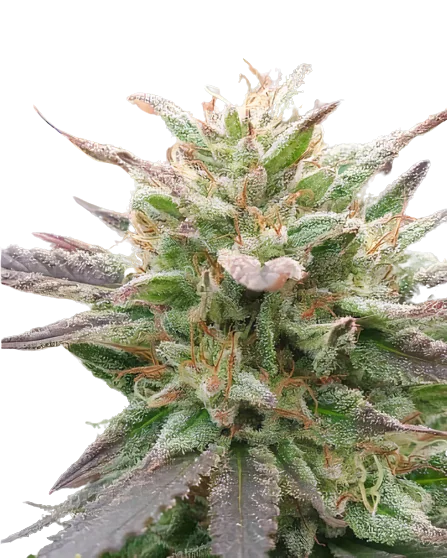 California Love Feminized