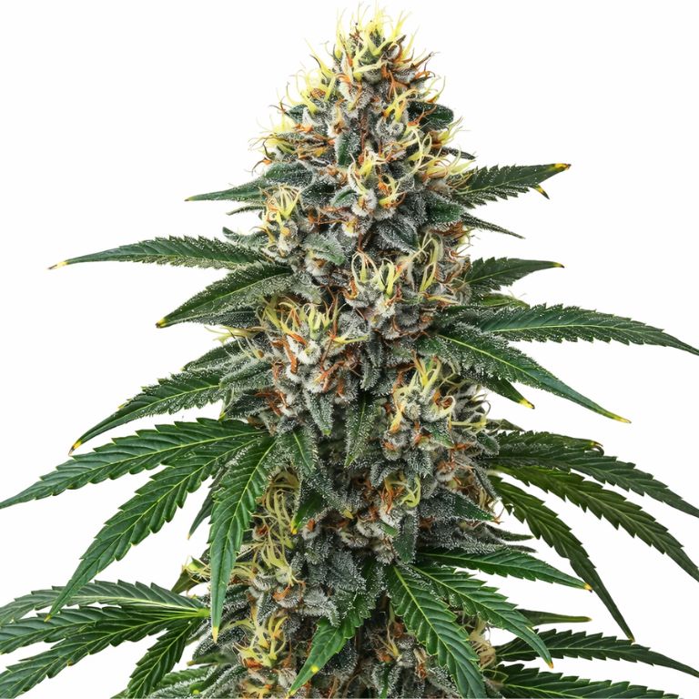 Candy Kush Feminized