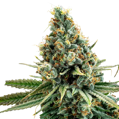 Cascadia Kush Feminized