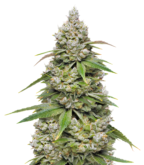CBD 3D Feminized