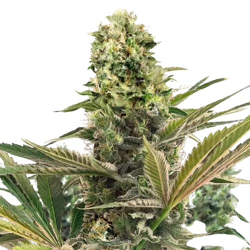 CBD Caramel Feminized