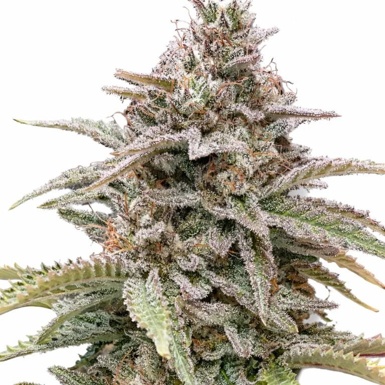 CBD Critical Mass Feminized