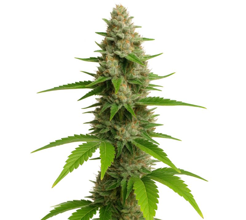 CBD Fast Eddy Feminized