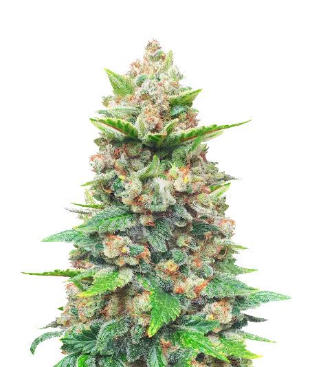 CBD Haze Feminized