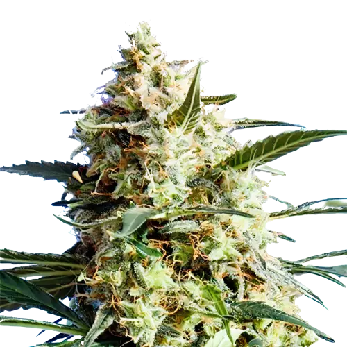 CBD Mango Haze Feminized