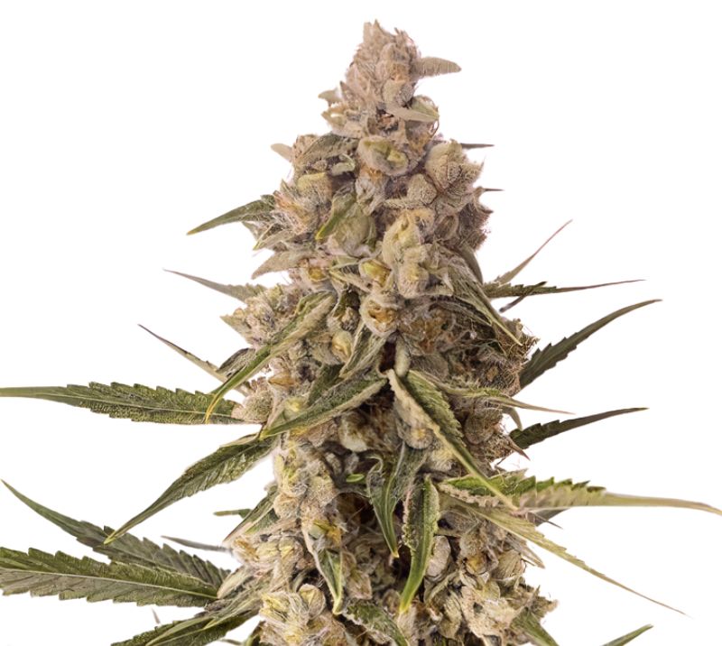 CBD MediHaze Feminized