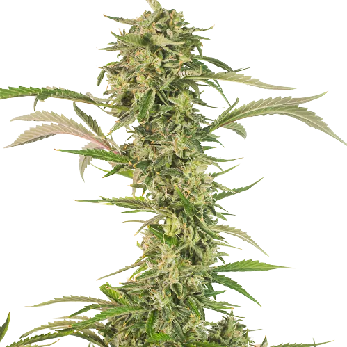 CBD OG Kush Feminized