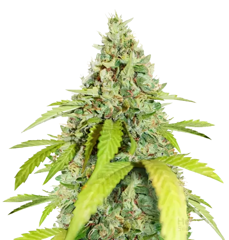 CBD PH Haze Feminized