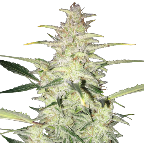 CBD Sour Lemon Feminized