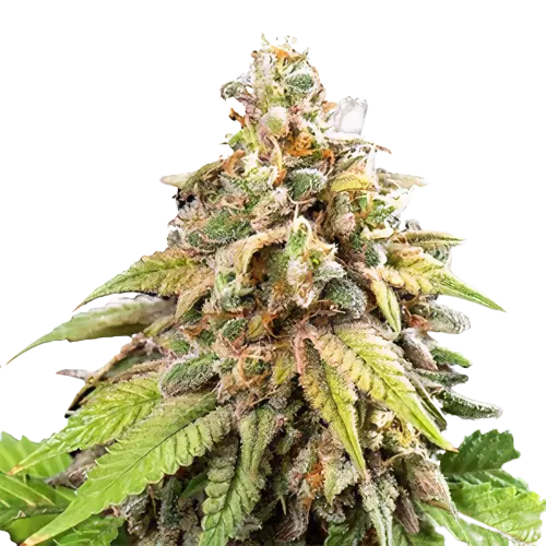 CBD Stress Killer Feminized