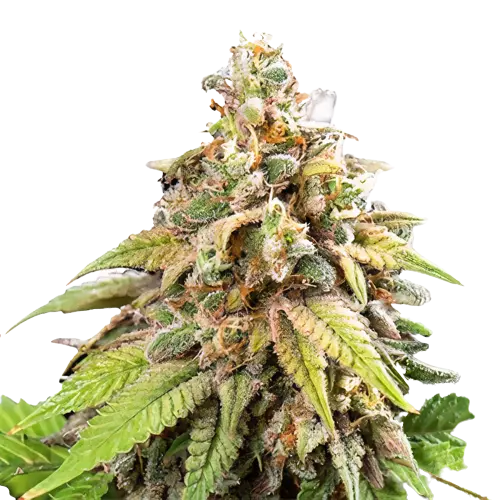 Champagne Kush Feminized