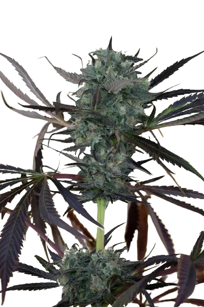 Chem D.O.G. Feminized