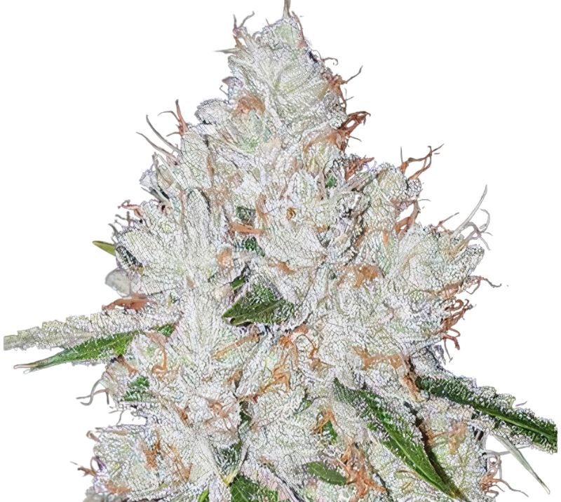 Chem Valley Kush Feminized