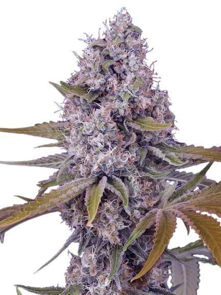 Cherries Jubilee Feminized