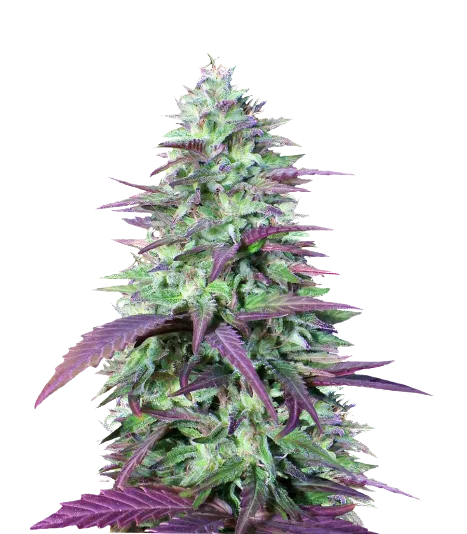 China Yunnan Feminized