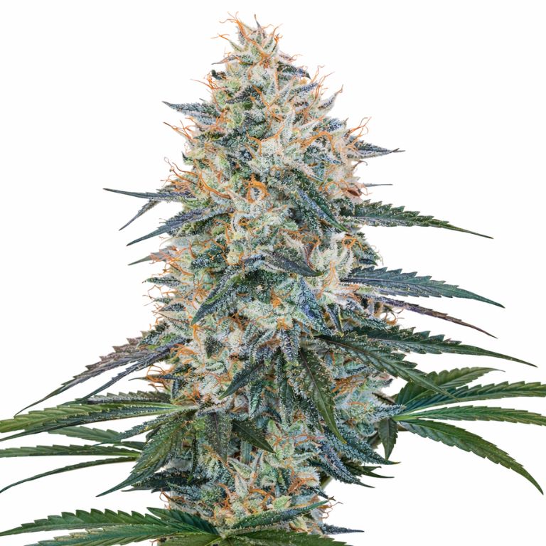 Chocolope Kush Feminized
