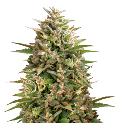 Colorado Clementines Feminized