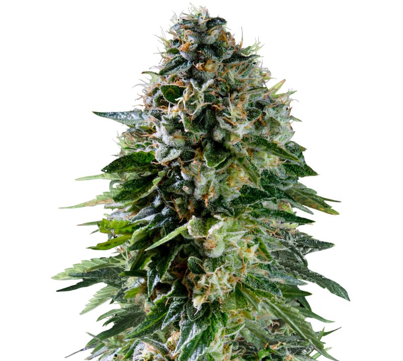 Corkscrew Feminized