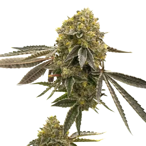 Critical 47 Feminized
