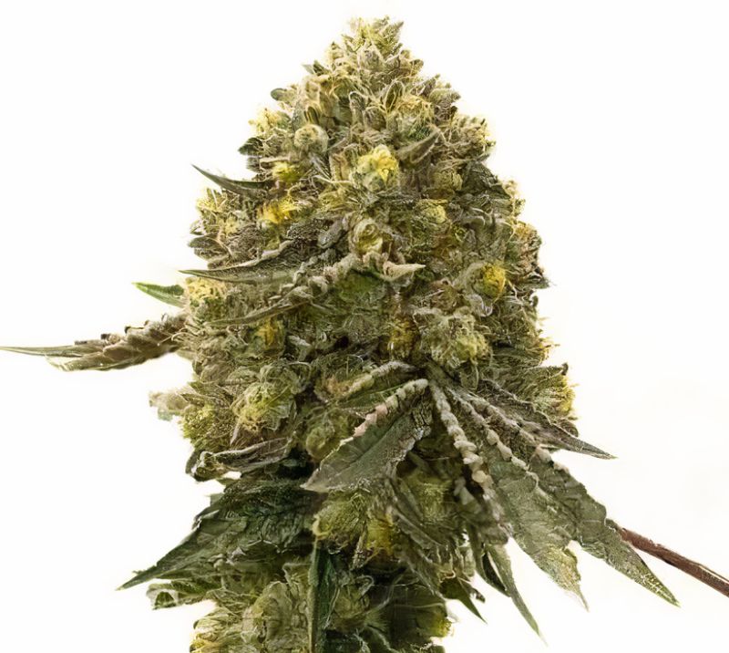 Critical Crack Feminized