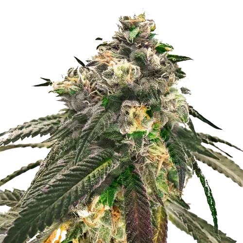 Critical Fast Bud Feminized