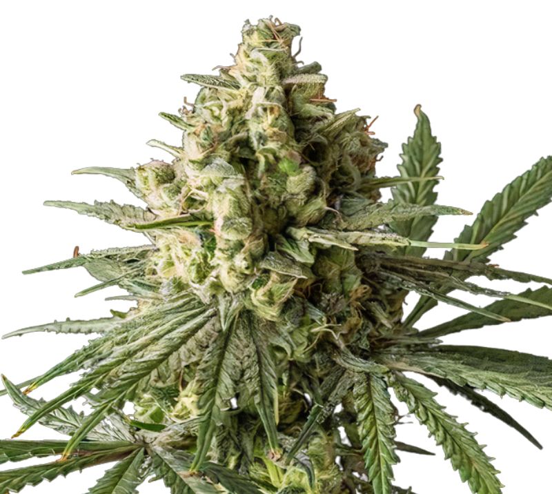 Critical Glue Feminized