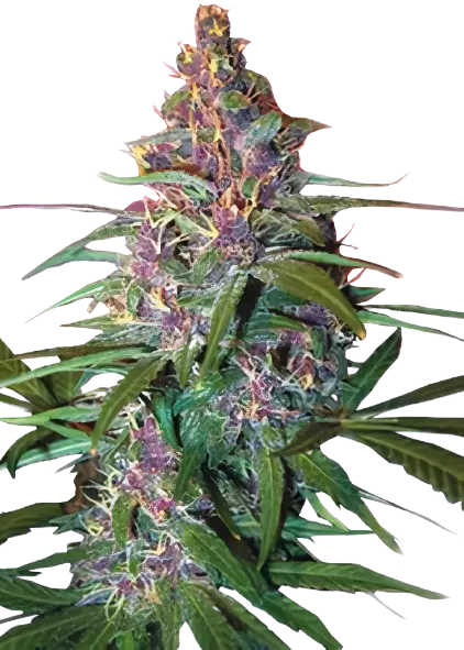 Critical Purple Feminized