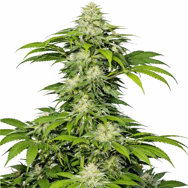 Crosswalker Feminized
