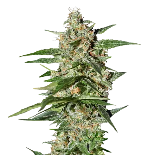 Damnesia Feminized