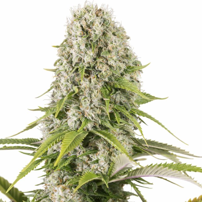 Diesel Feminized