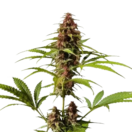 DJ Short Blueberry Feminized