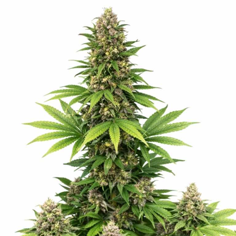 Double Bubble Feminized