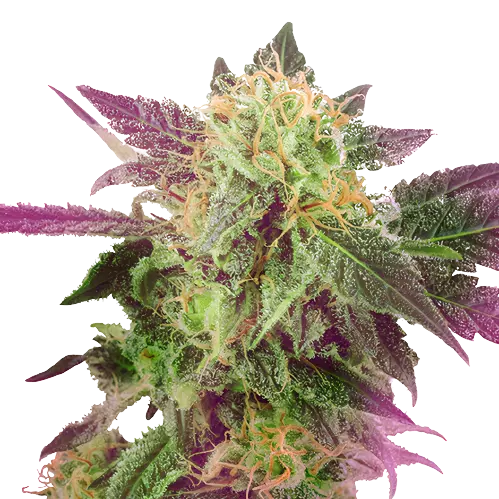 Double Purple Doja Feminized