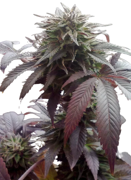 Durga Mata Feminized