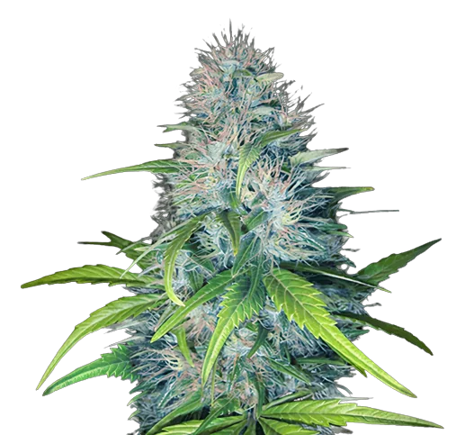 Early Miss Feminized