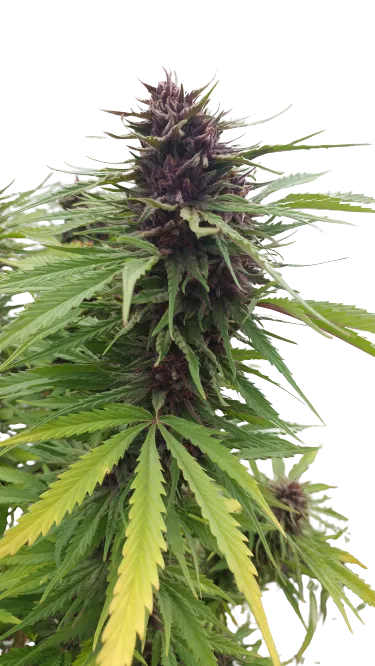 Fat Purple Feminized