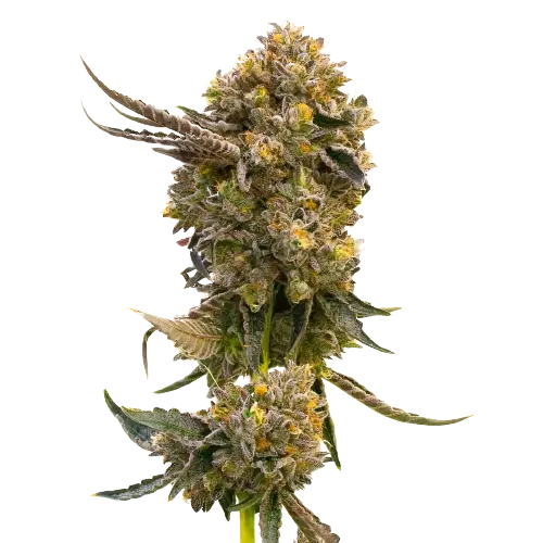 Fruit Feminized